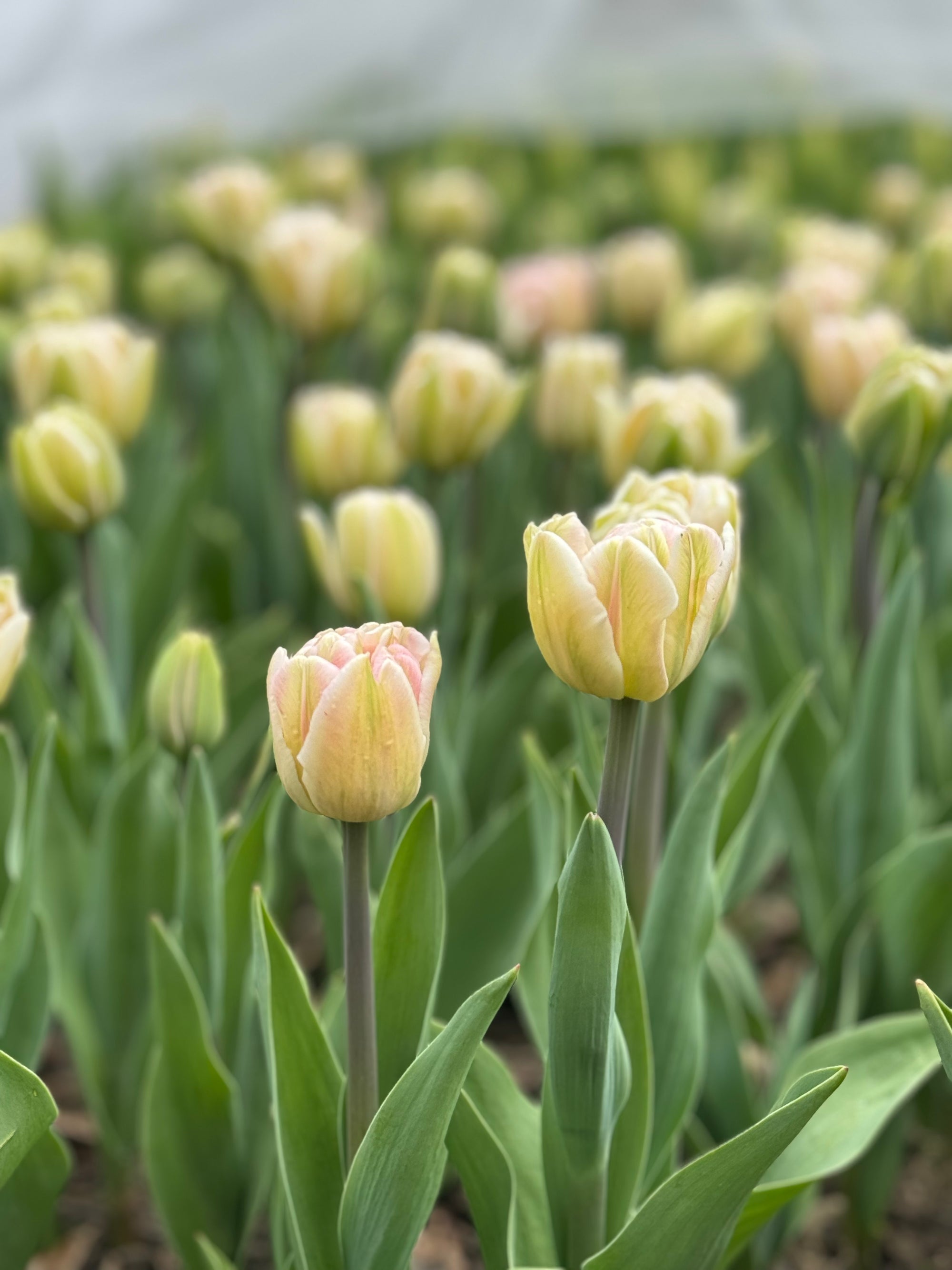 Fancy &amp; Peony Tulip Bouquets - Spring 2024