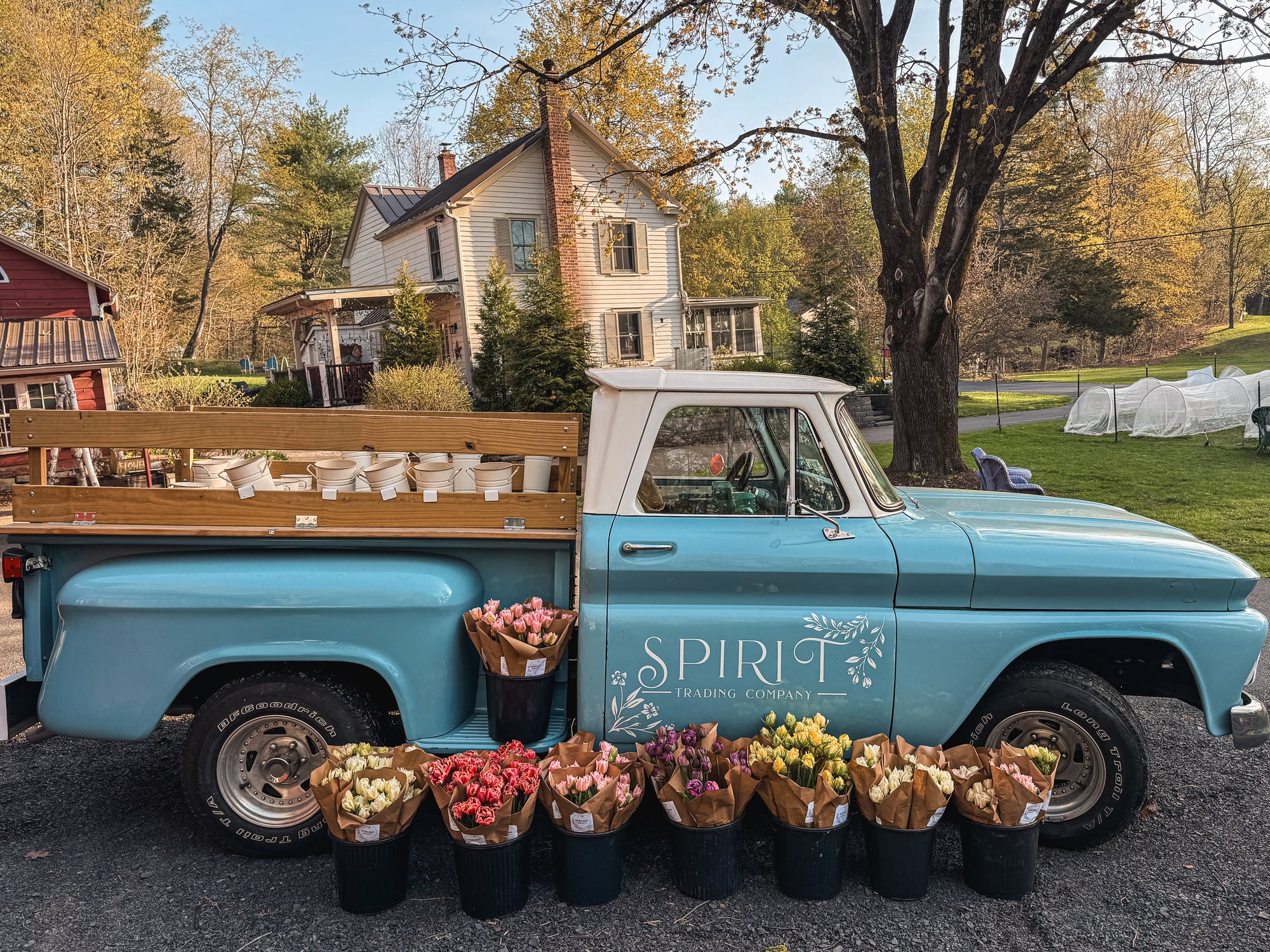 Fancy + Peony Tulips by the Bunch