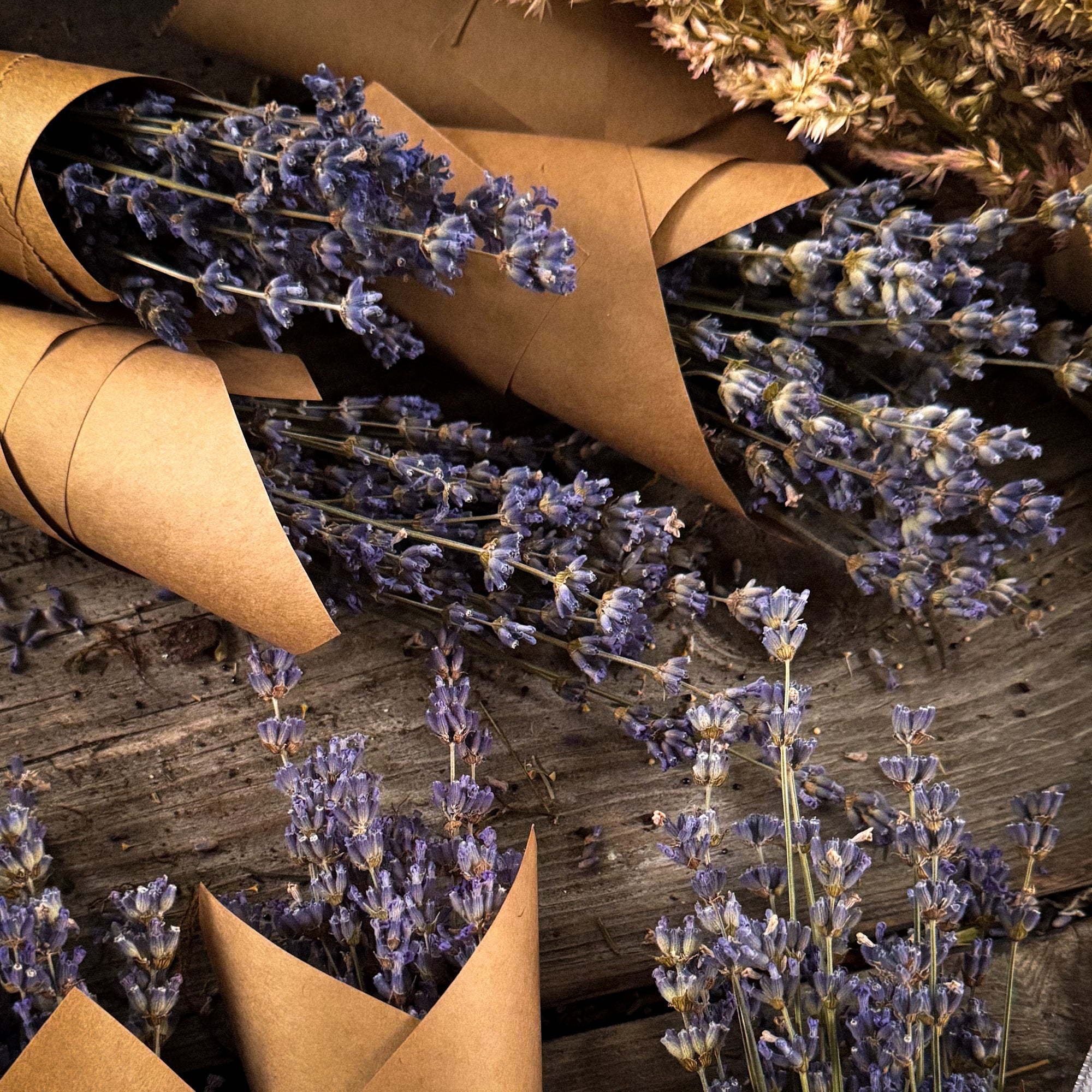 French Lavender
