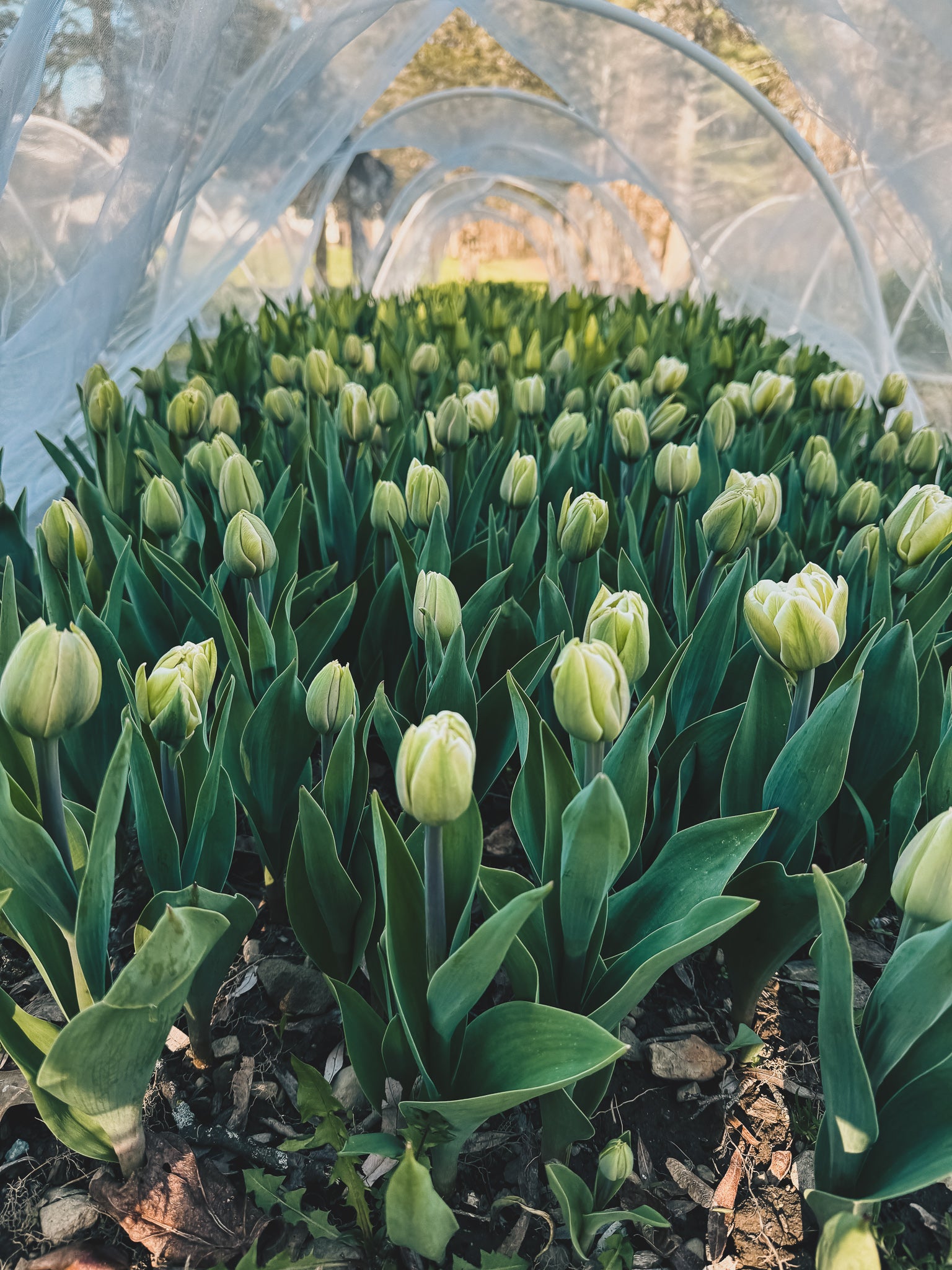 Jessica&#39;s Flower Party - Tribeca Private Flower Workshop