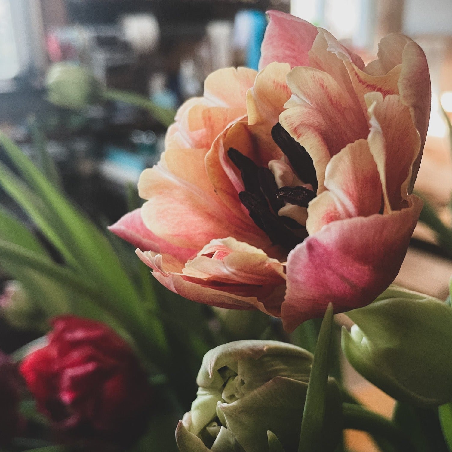 Fancy &amp; Peony Tulips Subscription - Spring 2025