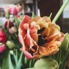 Fancy &amp; Peony Tulips Subscription - Spring 2024