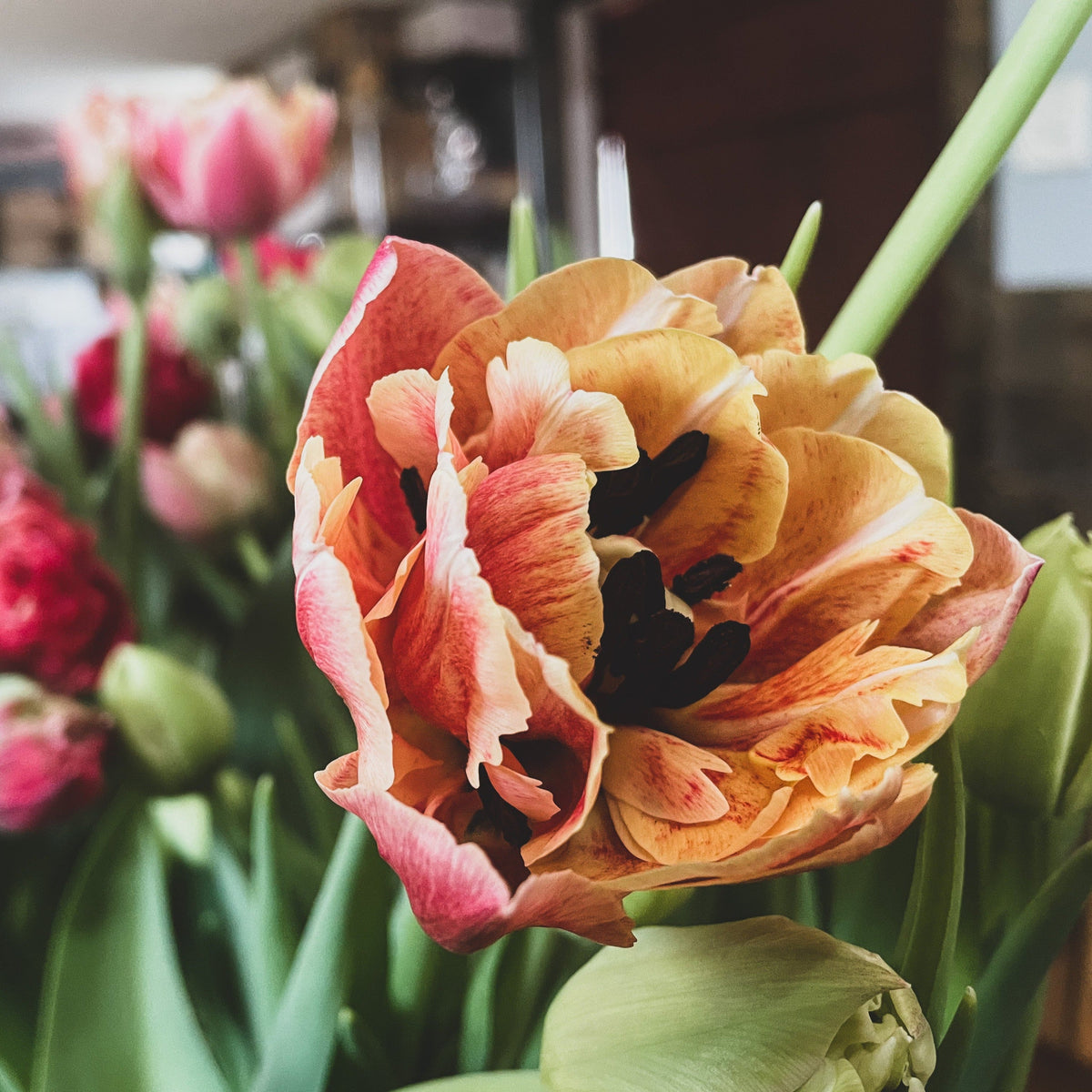 Pre-Order: Fancy &amp; Peony Tulips Subscription - Available Spring 2024