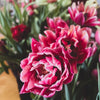 Pre-Order: Fancy &amp; Peony Tulips Subscription - Available Spring 2024