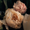 Fancy &amp; Peony Tulip Bouquets - Spring 2024
