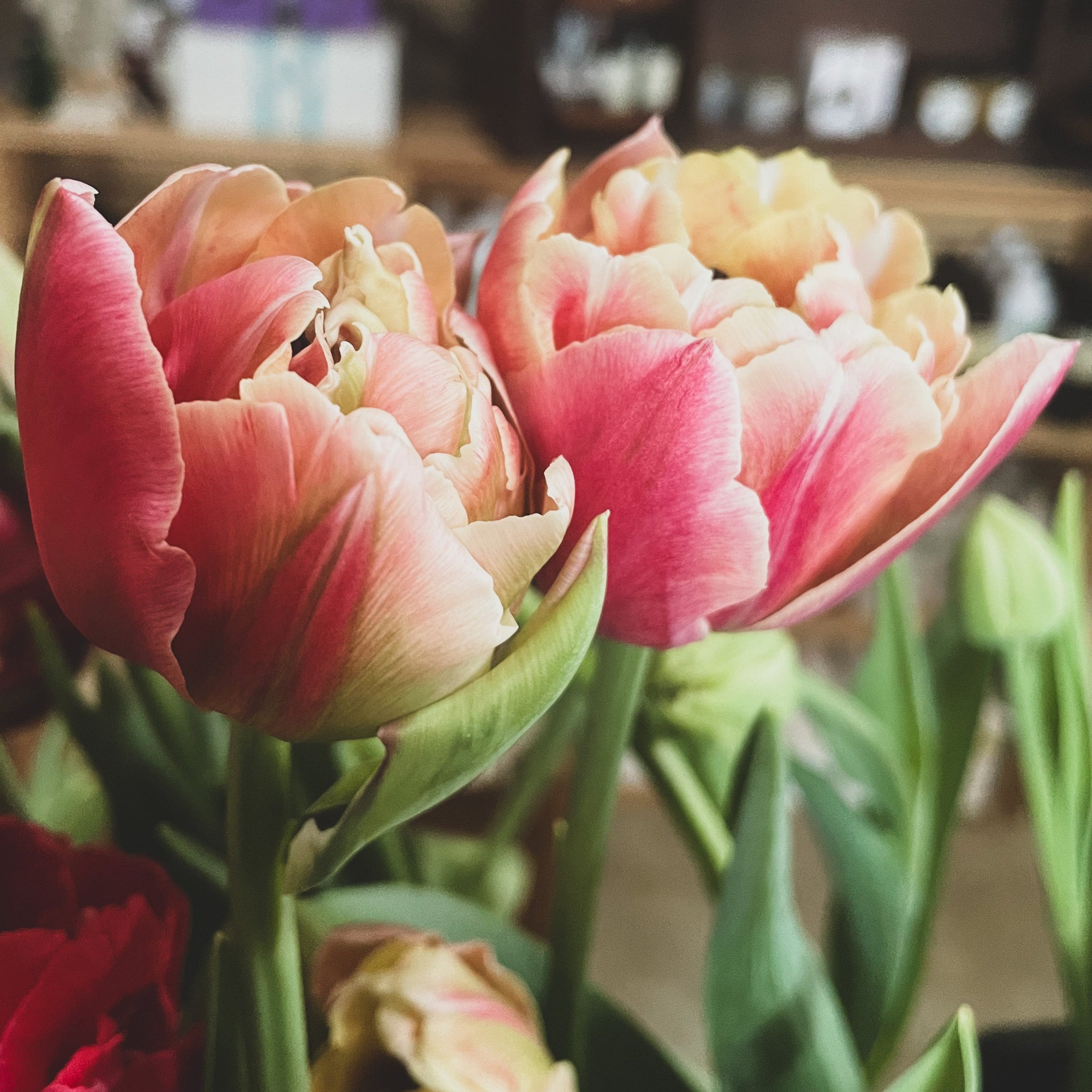 Fancy &amp; Peony Tulip Bouquets - Spring 2024