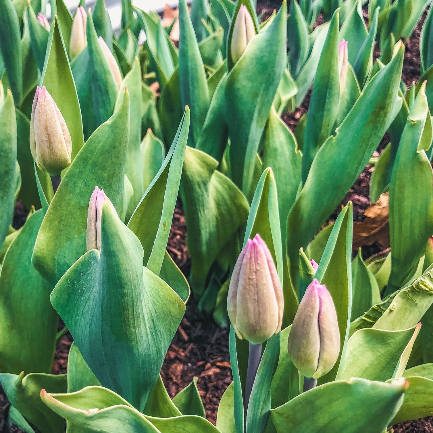 Fancy &amp; Peony Tulip Bouquets - Spring 2024